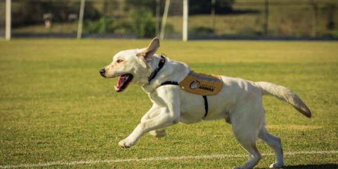 Mudar a vida de cães e pessoas é o objetivo do Instituto Adimax