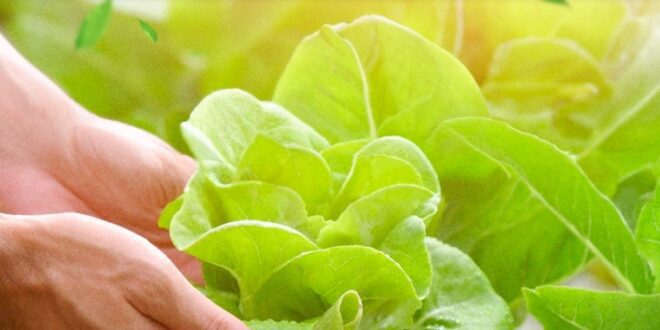 Saúde inicia implantação de Programa de Monitoramento de Resíduos de Agrotóxicos em Alimentos