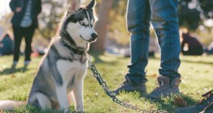 A importância dos cães na segurança patrimonial
