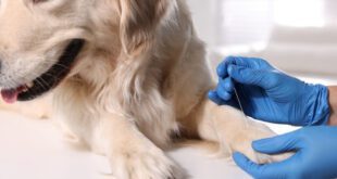 Tratamentos da Medicina Complementar trazem inúmeros benefícios aos pets