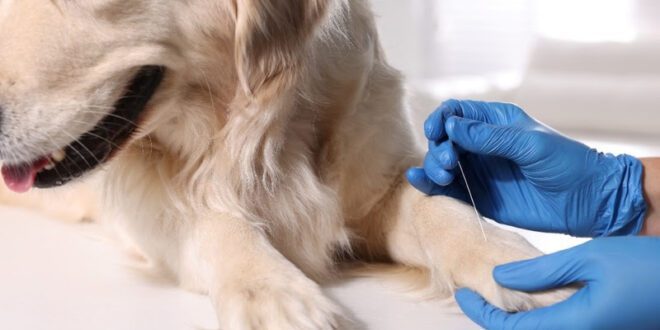 Tratamentos da Medicina Complementar trazem inúmeros benefícios aos pets