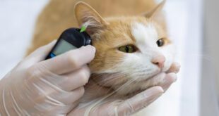 Veterinária ensina cuidados essenciais para pets com diabetes