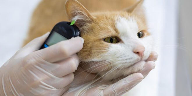 Veterinária ensina cuidados essenciais para pets com diabetes