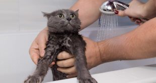 Por que gatos não gostam de água? Entenda mais sobre essa característica