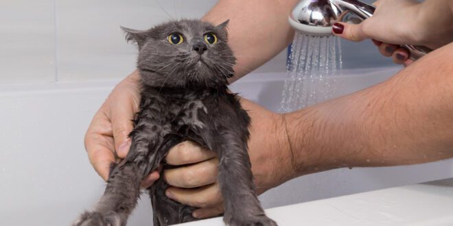 Por que gatos não gostam de água? Entenda mais sobre essa característica