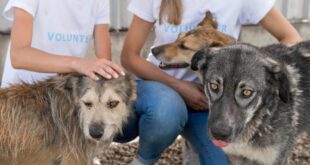 Evento reúne ONGs para capacitar e conectar voluntários