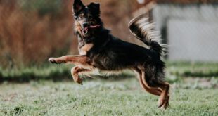 Você sabe qual a quantidade ideal de exercício diário para o seu cão?