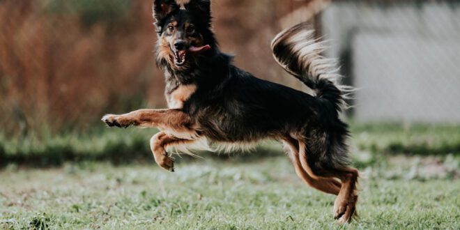 Você sabe qual a quantidade ideal de exercício diário para o seu cão?