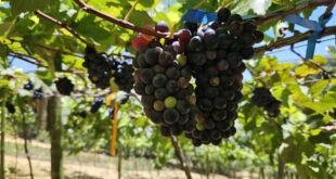 Inscrições abertas para seminário de agroecologia em Santa Teresa