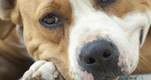 Entenda a dificuldade no diagnóstico de leishmaniose em animais