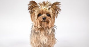 Estudo revela que cães yorkshire terriers possuem maior expectativa de vida