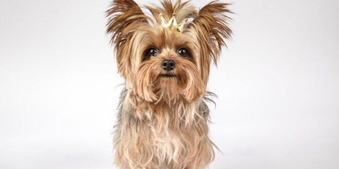 Estudo revela que cães yorkshire terriers possuem maior expectativa de vida