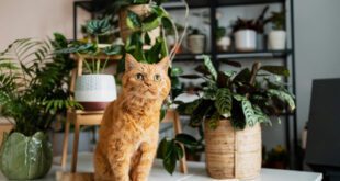 Veterinária reforça quais plantas caseiras podem ser tóxicas para pets