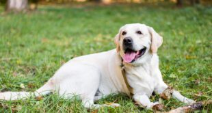 Veterinária dá dicas de segurança para os pets