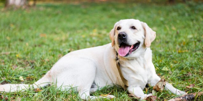 Veterinária dá dicas de segurança para os pets