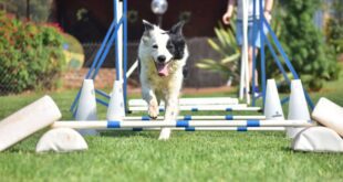 Conheça alguns esportes praticados por cães