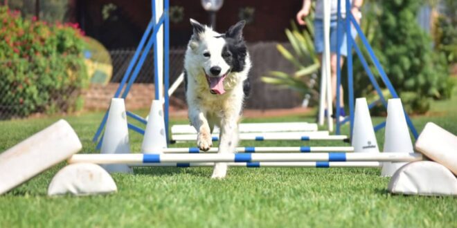 Conheça alguns esportes praticados por cães
