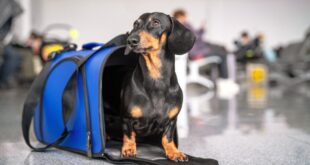 CFMV propõe melhoras no transporte de animais em aviões comerciais no país