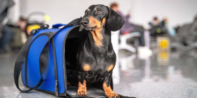 CFMV propõe melhoras no transporte de animais em aviões comerciais no país