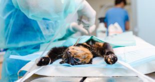 Castrar ou não? Veterinário comenta sobre essa decisão