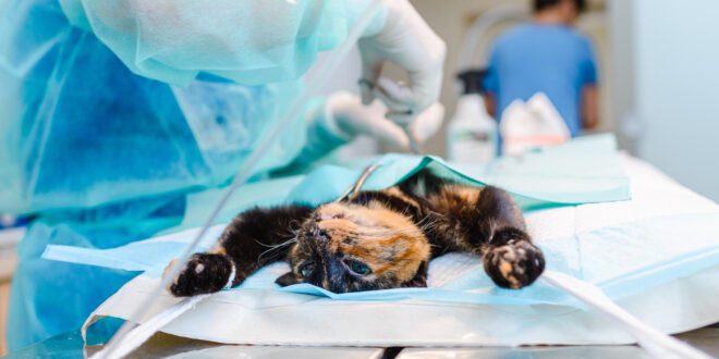 Castrar ou não? Veterinário comenta sobre essa decisão