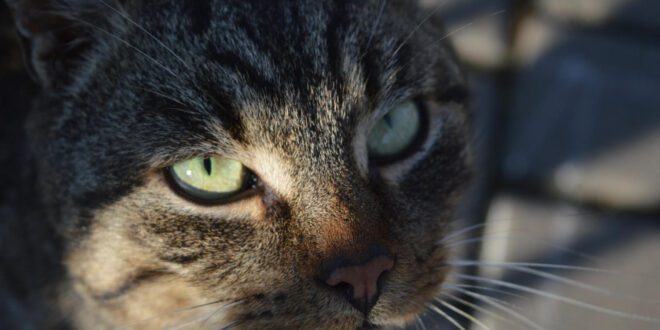 Entenda como os gatos enxergam os humanos