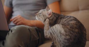 Saiba como seu gato pega pulga sem sair de casa