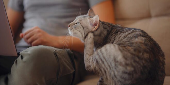 Saiba como seu gato pega pulga sem sair de casa
