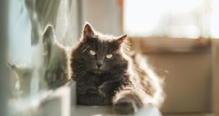 Aprenda ações que os tutores fazem e os gatos detestam 