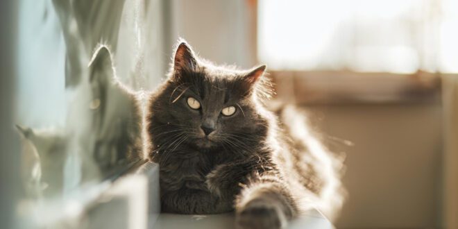 Aprenda ações que os tutores fazem e os gatos detestam 