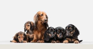 Você sabe como identificar gravidez psicológica em cães?