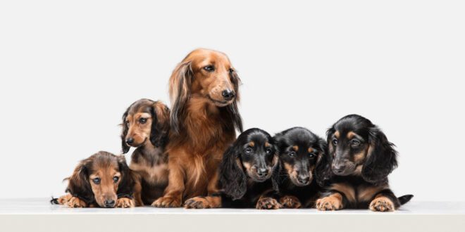 Você sabe como identificar gravidez psicológica em cães?