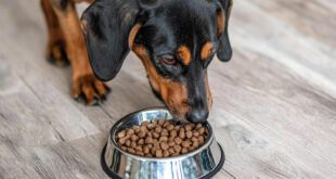 Profissional esclarece quando e como realizar a troca do alimento dos pets