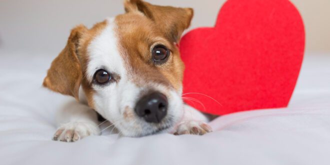 Veterinária lista sinais que podem indicar problemas cardíacos nos pets
