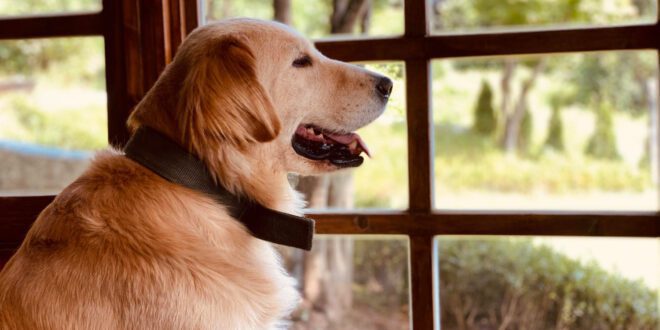 Especialistas alertam para riscos de exposição dos pets à fumaça