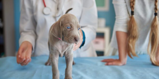 Hospital Veterinário Unisa completa 25 anos com mais de 169 mil atendimentos