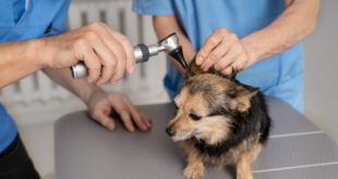 Estudo revela fatores chave na prevenção de otite externa em cães