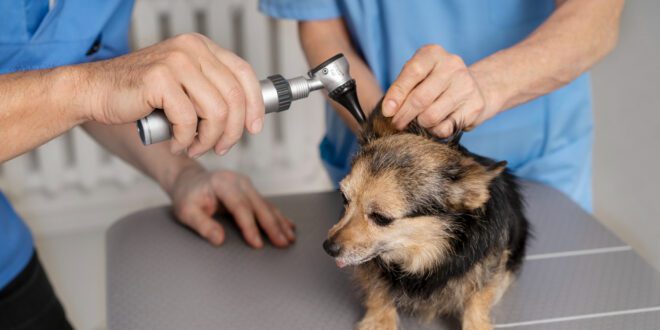 Estudo revela fatores chave na prevenção de otite externa em cães