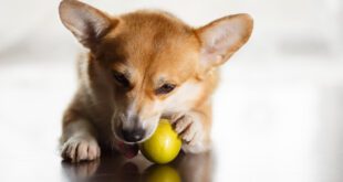 Cães e limão? Brincadeira de internet pode ser perigosa para a saúde do seu pet