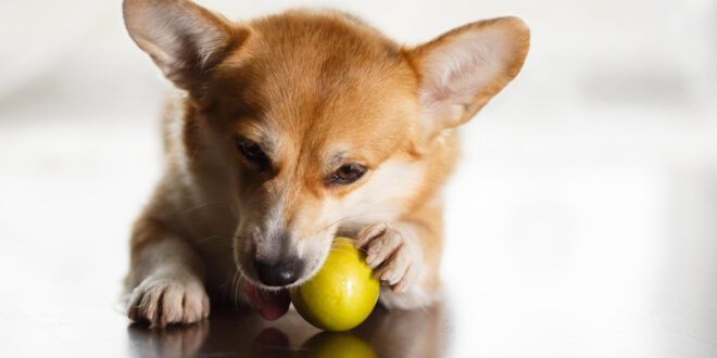 Cães e limão? Brincadeira de internet pode ser perigosa para a saúde do seu pet