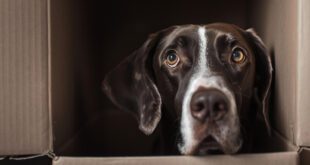 Cão medroso? Conheça algumas dicas para melhorar o comportamento do pet