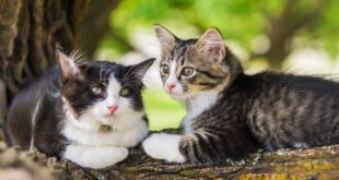 Confira algumas dicas de como introduzir um novo gato em casa