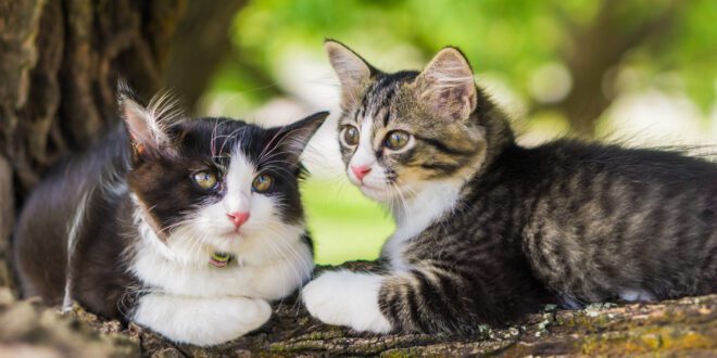 Confira algumas dicas de como introduzir um novo gato em casa