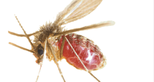 Conheça o mosquito-palha, um dos vetores da leishmaniose