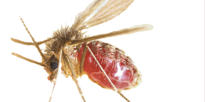 Conheça o mosquito-palha, um dos vetores da leishmaniose