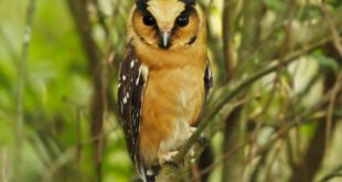 Projeto Voos da Natureza ensina crianças sobre aves