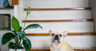 Vetnil reforça os cuidados com as plantas e flores que podem ser tóxicas aos pets