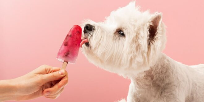 Veterinário dá dicas de sorvetes caseiros para refrescar os animais no calor