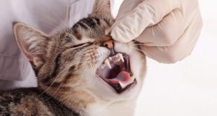 Saiba o que fazer quando cair um dente do seu gato