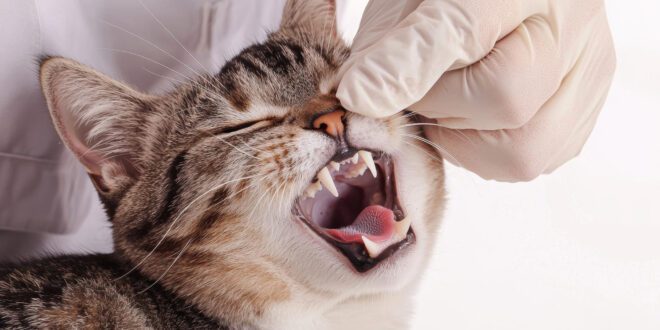Saiba o que fazer quando cair um dente do seu gato